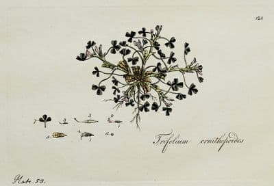 Antique Botanical Print BIRDS FOOT CLOVER  Curtis Flora Londinensis 1777
