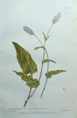 Antique Botanical Print BISTORTA MAJOR, Snake-Weed, Philip Miller 1760