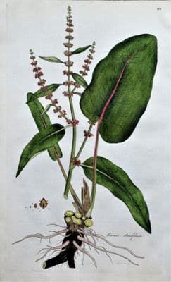 Antique Botanical Print BITTER DOCK RUMEX Curtis  Flora Londinensis 1777