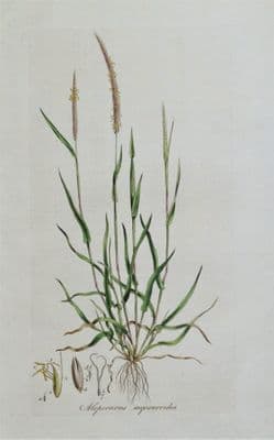 Antique Botanical Print BLACK GRASS, ALOPECURUS, Curtis Flora Londinensis 1777