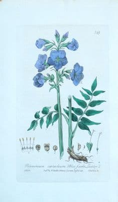 Antique Botanical Print BLUE JACOB'S LADDER Baxter Engraved  Flower Print 1835