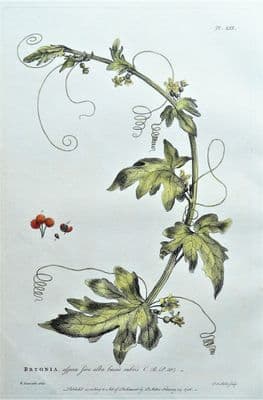 Antique Botanical  Print BRYONIA, BRIONY, Philip Miller Large Hand Coloured 1760