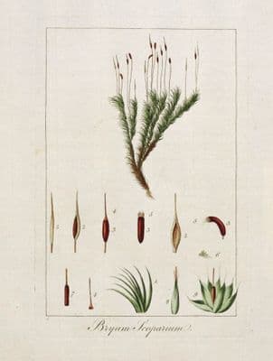 Antique Botanical Print BRYUM SCOPARIUM MOSS Curtis Flora Londinensis 1777