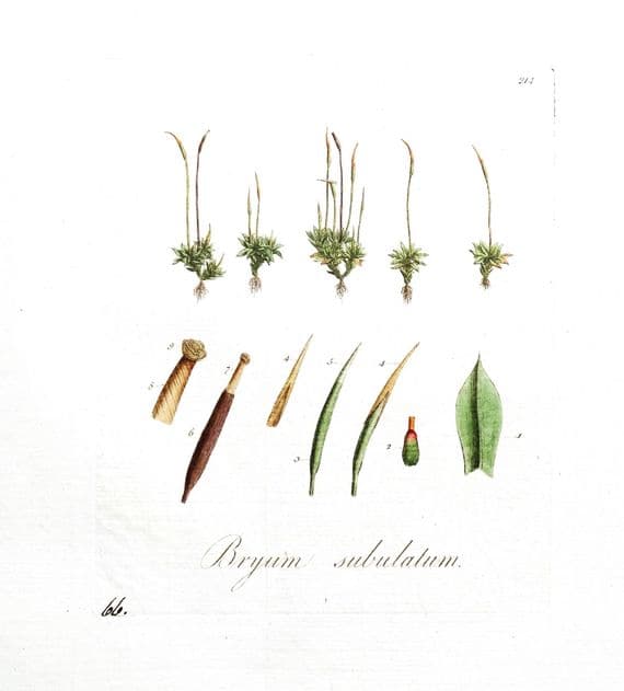 Antique Botanical Print BRYUM SUBULATUM MOSS Curtis  Flora Londinensis 1777