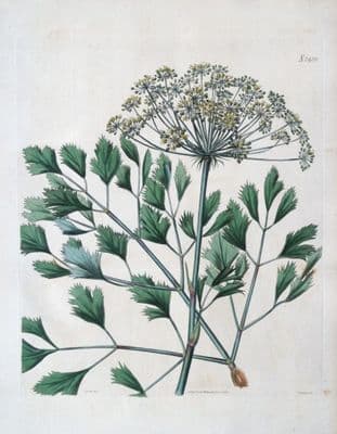 Antique Botanical Print BUBON GALBANUM Wild Celery Original Curtis Large 1824