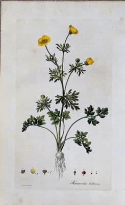 Antique Botanical Print BULBOUS BUTTERCUP Curtis Large Flora Londinensis 1777