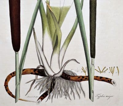 Antique Botanical Print BULRUSH CATTAIL TYPHA Curtis Large Flora Londinensis 1777