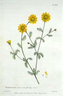 Antique Botanical Print BUPHTHALMUM, Ox Eye Daisy Philip Miller vintage old 1760