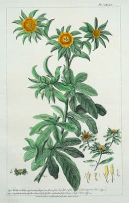 Antique Botanical Print BUPHTHALMUM, OX-EYE Philip Miller vintage original 1760