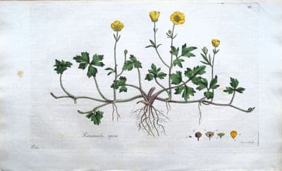 Antique Botanical Print BUTTERCUP RANUNCULUS REPENS Curtis Flora Londinensis 1777