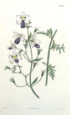 Antique Botanical Print BUTTERFLY FLOWER Original Hand Coloured Curtis 1824