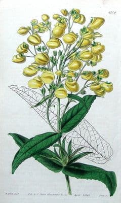 Antique Botanical  Print CALCEOLARIA FLORIBUNDA, SLIPPER - WORT, W.Fitch,  1845