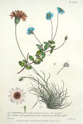 Antique Botanical Print CALENDULA, ASTER, Marigold, Starwort Philip Miller 1760