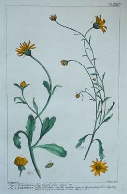 Antique Botanical Print CALENDULA, MARIGOLD Philip Miller vintage original 1760