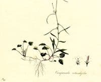 Antique Botanical Print CAMPANULA BELL- FLOWER Large Curtis Original Vintage Art 1777