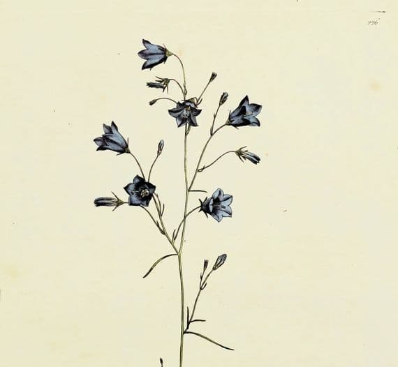 Antique Botanical Print CAMPANULA BELL- FLOWER Large Curtis Original Vintage Art 1777