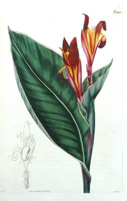 Antique Botanical Print CANNA EDULIS Original Hand Coloured Curtis 1824