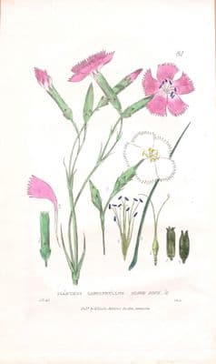 Antique Botanical Print CARNATION DIANTHUS   Baxter Engraved Flower Print 1834