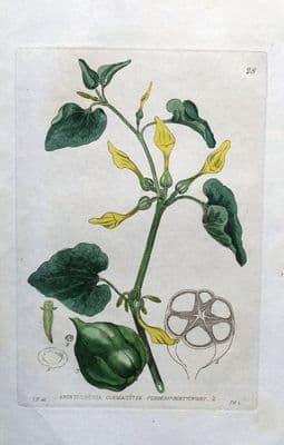 Antique Botanical  Print CARNIVOROUS ARISTOLOCHIA CLEMATITIS Baxter 1834