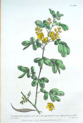 Antique Botanical Print CASSIA, WILD SENNA Philip Miller large old vintage 1760