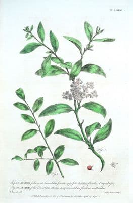 Antique Botanical Print CASSINE, CASSIOBERRY Philip Miller large vintage 1760