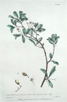 Antique Botanical Print CELASTRUS STAFF TREE Philip Miller vintage original 1760