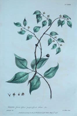 Antique Botanical Print CELTIS, NETTLE TREE Hackberry Philip Miller vintage 1760