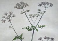 Antique Botanical Print CHAEROPHYLLUM SYLVESTRE Curtis Flora Londinensis 1777