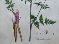 Antique Botanical Print CHAEROPHYLLUM SYLVESTRE Curtis Flora Londinensis 1777