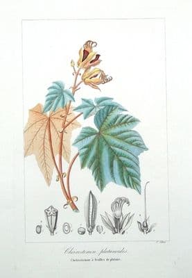 Antique Botanical Print CHEIROSTEMON PLATANOIDES, HAND TREE, Pancrace Bessa  c1820