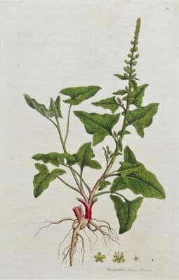 Antique Botanical Print CHENOPODIUM BONUS HENRICUS  Curtis  Flora Londinensis 1777