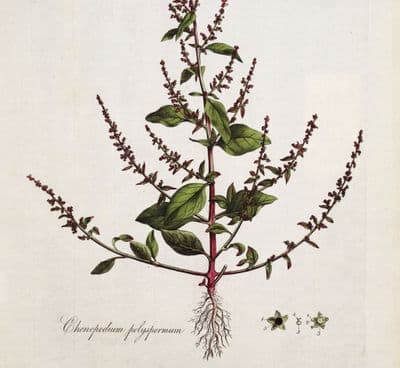 Antique Botanical Print CHENOPODIUM  POLYSPERMUM Curtis Flora Londinensis 1777