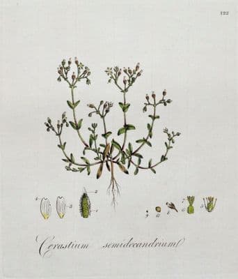 Antique Botanical Print CHICKWEED, CERASTIUM, Curtis Flora Londinensis 1777