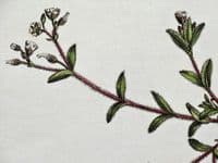 Antique Botanical Print CHICKWEED, CERASTIUM VULGATUM Curtis Flora Londinensis 1777