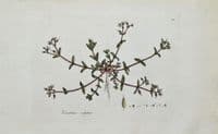 Antique Botanical Print CHICKWEED, CERASTIUM VULGATUM Curtis Flora Londinensis 1777