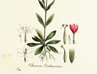 Antique Botanical Print CHIRONIA CENTAURY Large Original Curtis Vintage Art 1777