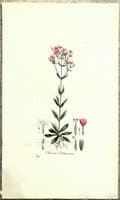 Antique Botanical Print CHIRONIA CENTAURY Large Original Curtis Vintage Art 1777