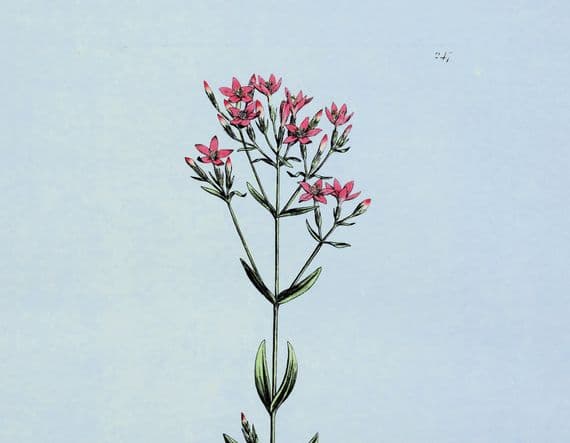 Antique Botanical Print CHIRONIA CENTAURY Large Original Curtis Vintage Art 1777