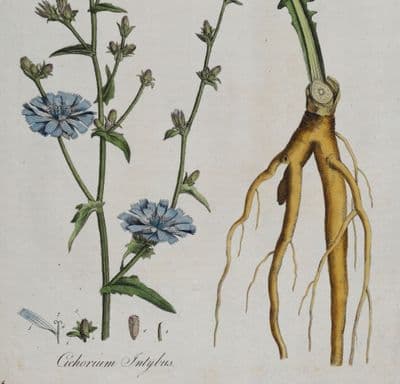 Antique Botanical Print CICHORIUM BLUE CHICORY Curtis Flora Londinensis 1777