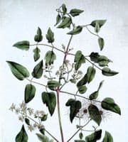 Antique Botanical Print CLEMATIS VITALBA  Original Curtis Flora Londinensis 1777