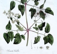 Antique Botanical Print CLEMATIS VITALBA  Original Curtis Flora Londinensis 1777