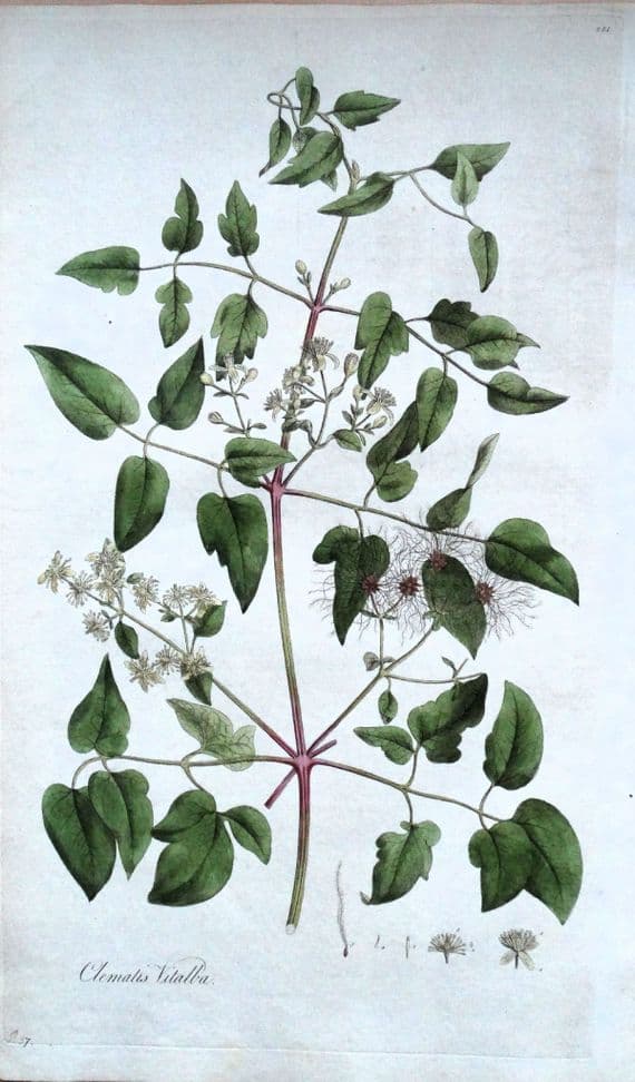 Antique Botanical Print CLEMATIS VITALBA  Original Curtis Flora Londinensis 1777
