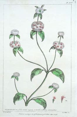 Antique Botanical Print CLINOPODIUM FIELD BASIL Philip Miller large vintage 1760