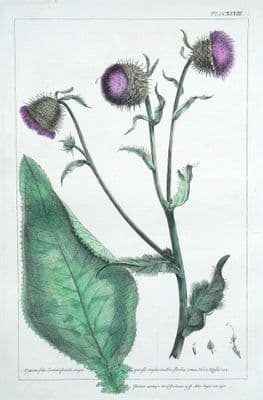 Antique Botanical Print CNICUS, THISTLE Philip Miller old vintage original 1760