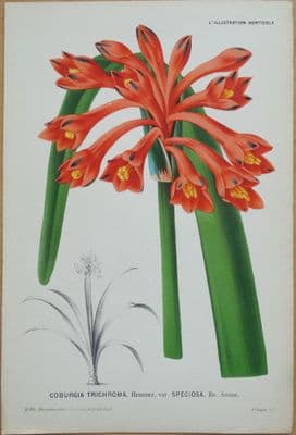 Antique Botanical  Print COBURGIA TRICHROMA, Linden L'Illustration Horticole 1878
