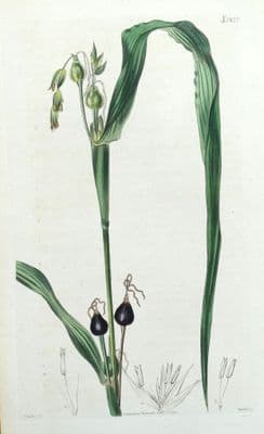 Antique Botanical Print COIX LACHRYMA Original Hand Coloured Curtis  1824