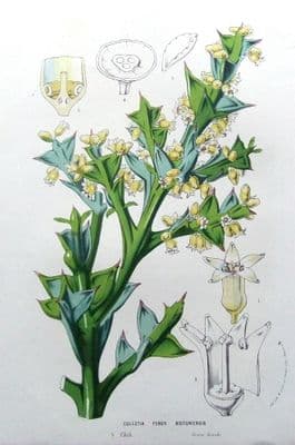 Antique Botanical  Print COLLETIA FEROX BICTONIENSIS, Van Houtte, c1850