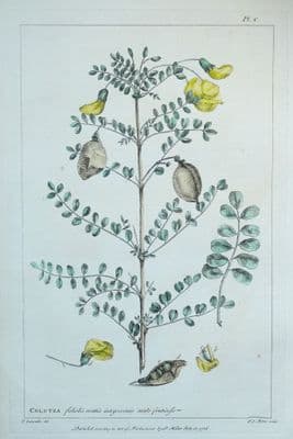 Antique Botanical Print COLUTEA, BLADDER SENNA Philip Miller vintage 1760