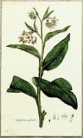 Antique Botanical Print COMMON COMFREY SYMPHYTUM  Large Curtis Vintage Art  1777