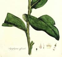 Antique Botanical Print COMMON COMFREY SYMPHYTUM  Large Curtis Vintage Art  1777